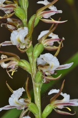 Prasophyllum odoratum