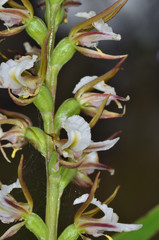 Prasophyllum odoratum