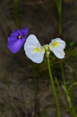 Utricularia beaugleholei