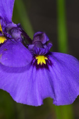 Utricularia beaugleholei