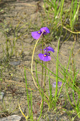 Utricularia beaugleholei