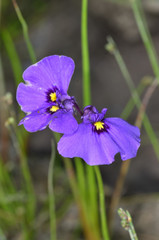 Utricularia beaugleholei