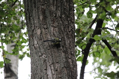 Parus major