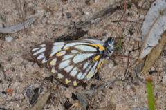 Belenois java teutonia