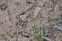Belenois java teutonia