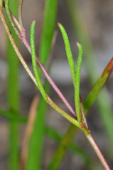 Brachyscome paludicola