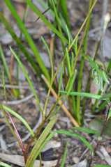 Brachyscome paludicola