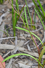 Brachyscome paludicola