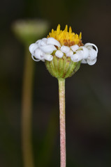 Brachyscome paludicola