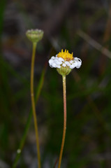 Brachyscome paludicola
