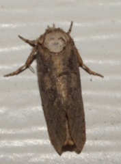 Acrolophus arcanella