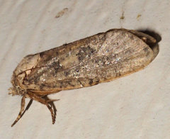 Acrolophus arcanella