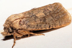 Acrolophus arcanella