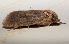 Acrolophus arcanella