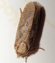 Acrolophus arcanella