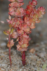 Crassula colligata