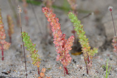 Crassula colligata