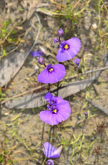 Utricularia beaugleholei
