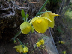 Calochortus pulchellus