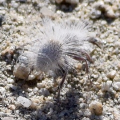 Dasymutilla gloriosa