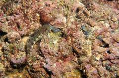 Scartella caboverdiana