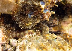 Scartella caboverdiana