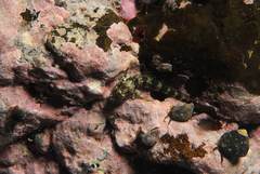 Scartella caboverdiana