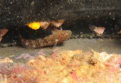 Scartella caboverdiana