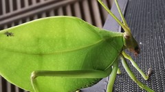 Cycloptera speculata