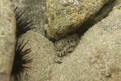 Scartella caboverdiana