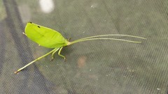 Cycloptera speculata