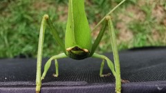 Cycloptera speculata