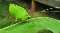 Cycloptera speculata