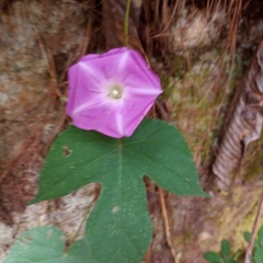 Ipomoea silvicola