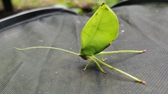 Cycloptera speculata