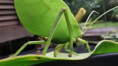 Cycloptera speculata