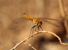 Erythrodiplax corallina