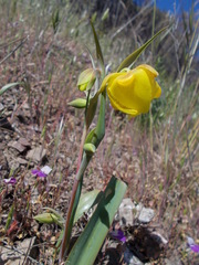 Calochortus pulchellus