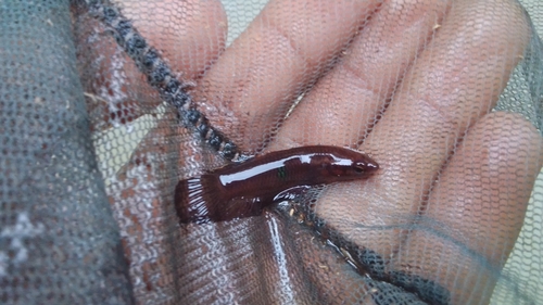 Wine-red betta (Betta coccina) — Osphronemidae — 2