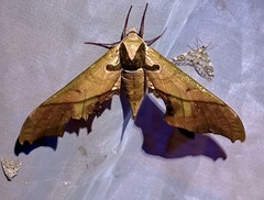 Adhemarius mexicanus