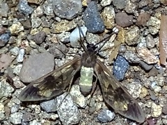 Gymnelia