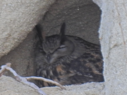 Búho real (Bubo bubo)