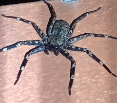 Selenops mexicanus