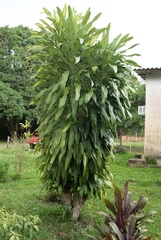 Dracaena fragrans