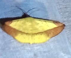 Cratoptera
