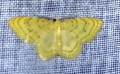 Leuciris