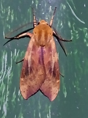 Pseudohemihyalea daraba