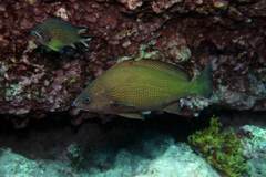 Umbrina canariensis