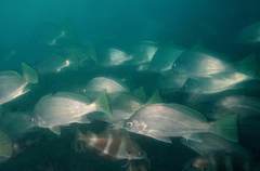 Umbrina canariensis