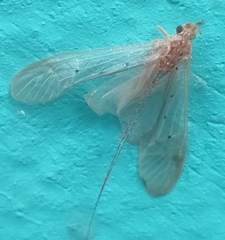 Aethaloptera